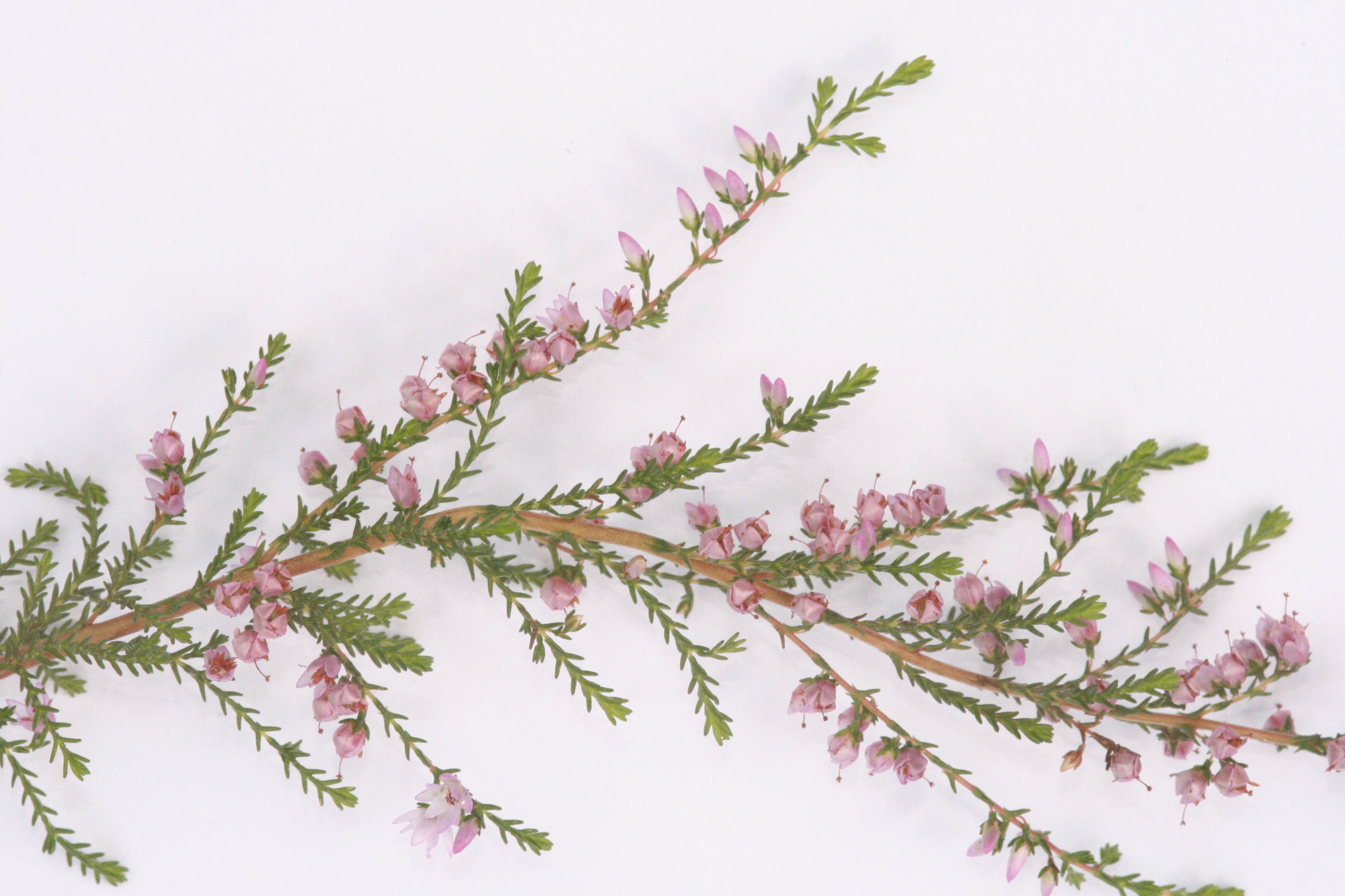 Besenheide – Zweig Besenheide – Zweig