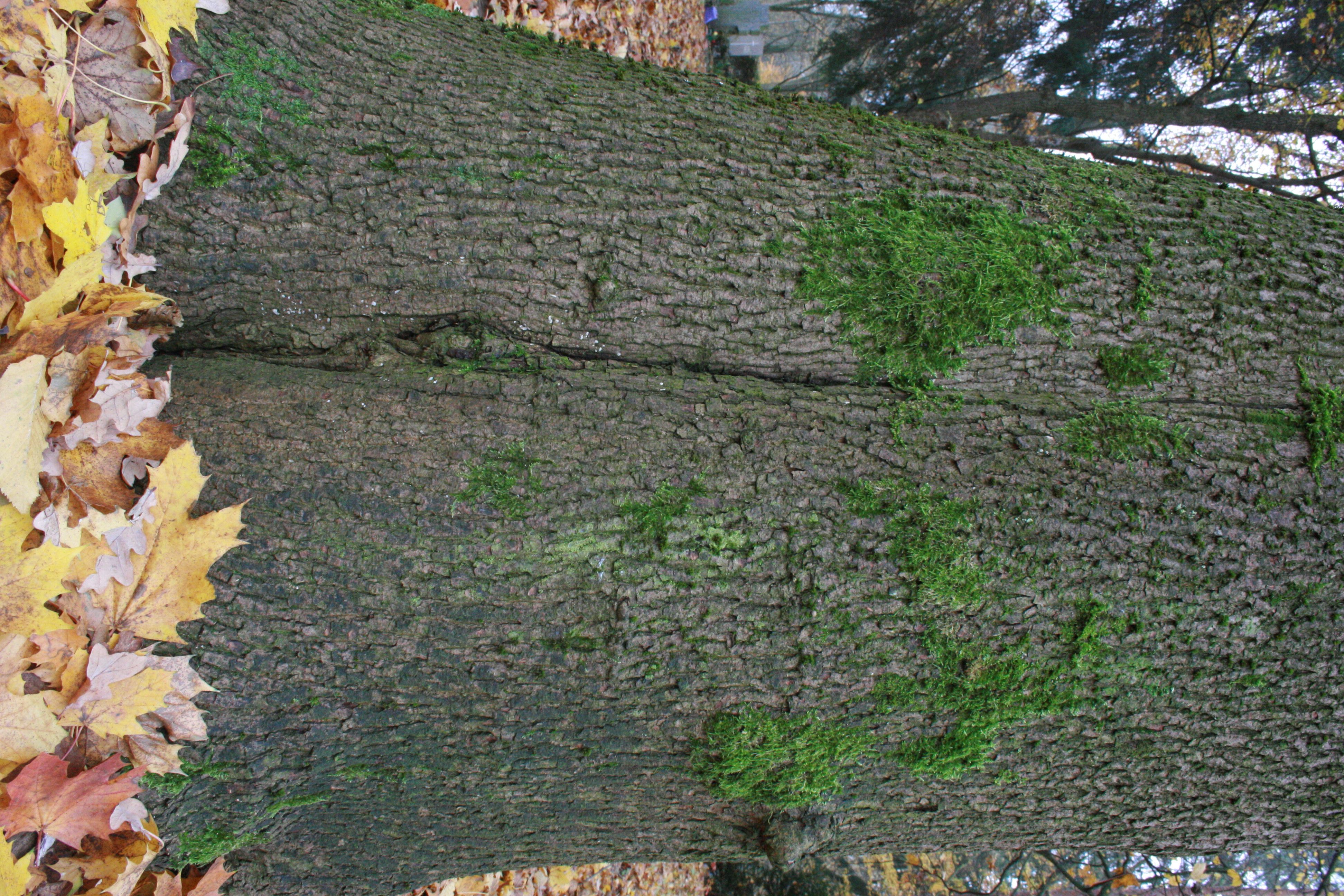 Spitzahorn – Rinde Spitzahorn – Rinde