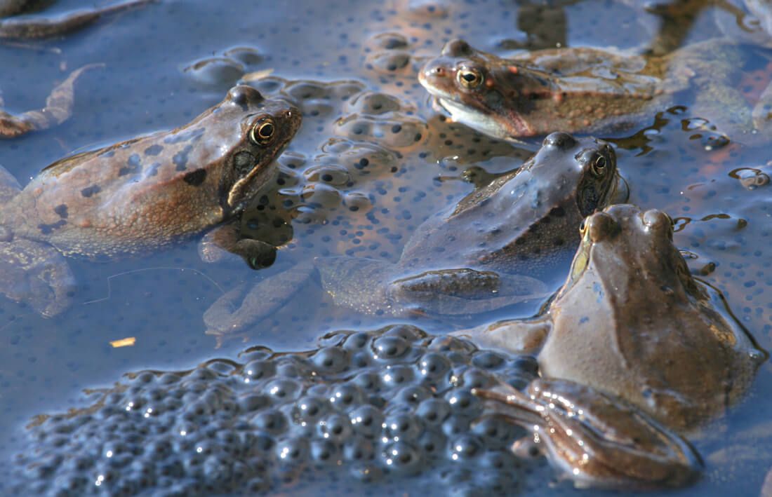 Grasfroschlaich/Valznerweiher (Foto: Günter Krompholz) Grasfroschlaich