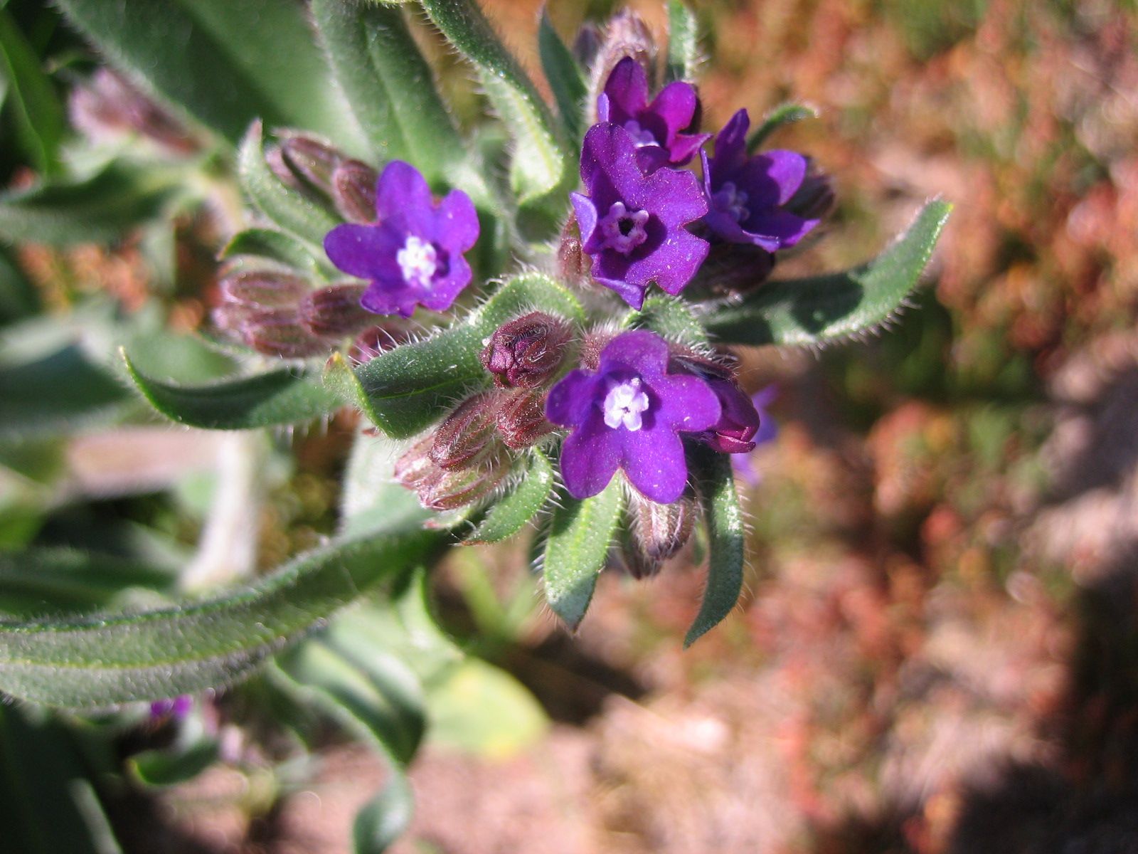 Ochsenzunge (Anchusa officinalis)