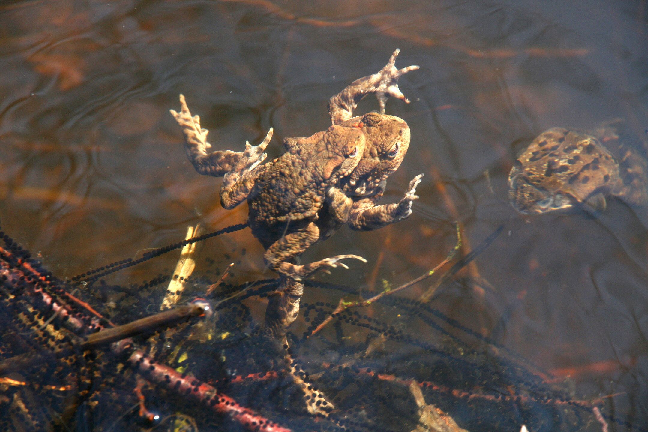 Bufo bufo - Erdkröten (Foto: Günter Krompholz) Erdkröten
