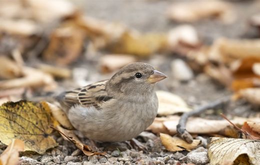 Haussperling im Herbst