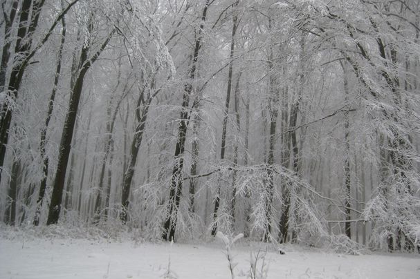 Winterwald