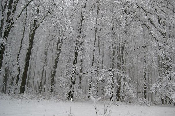Winterwald