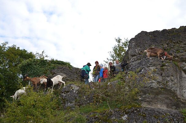 Ziegenwanderung