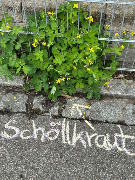 Schöllkraut