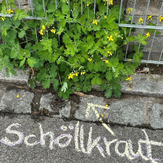 Schöllkraut
