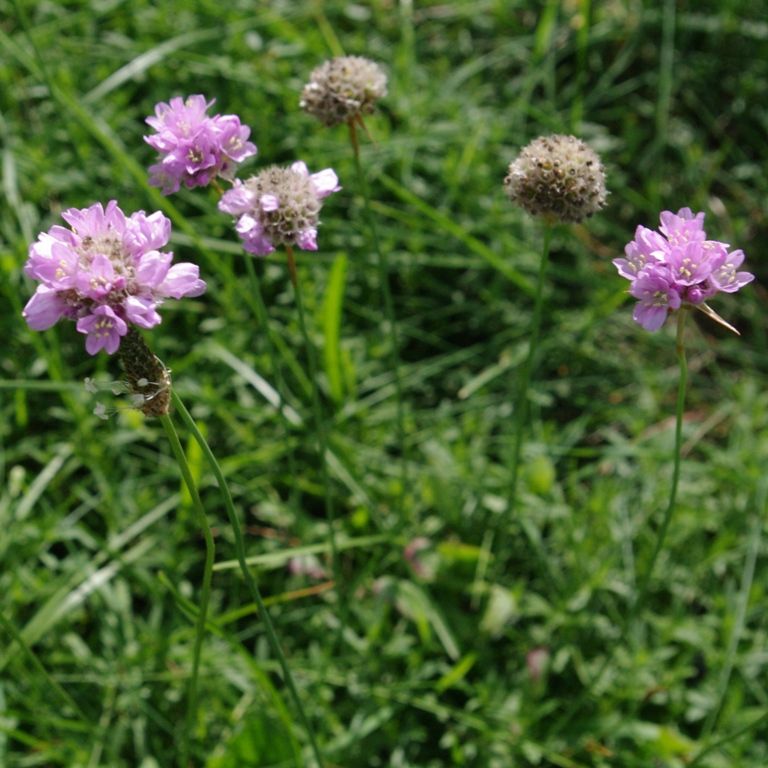 Sandgrasnelke (Armeria maritima)