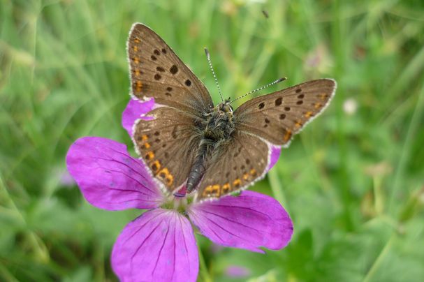 Brauner Feuerfalter (Lycaena tityrus )