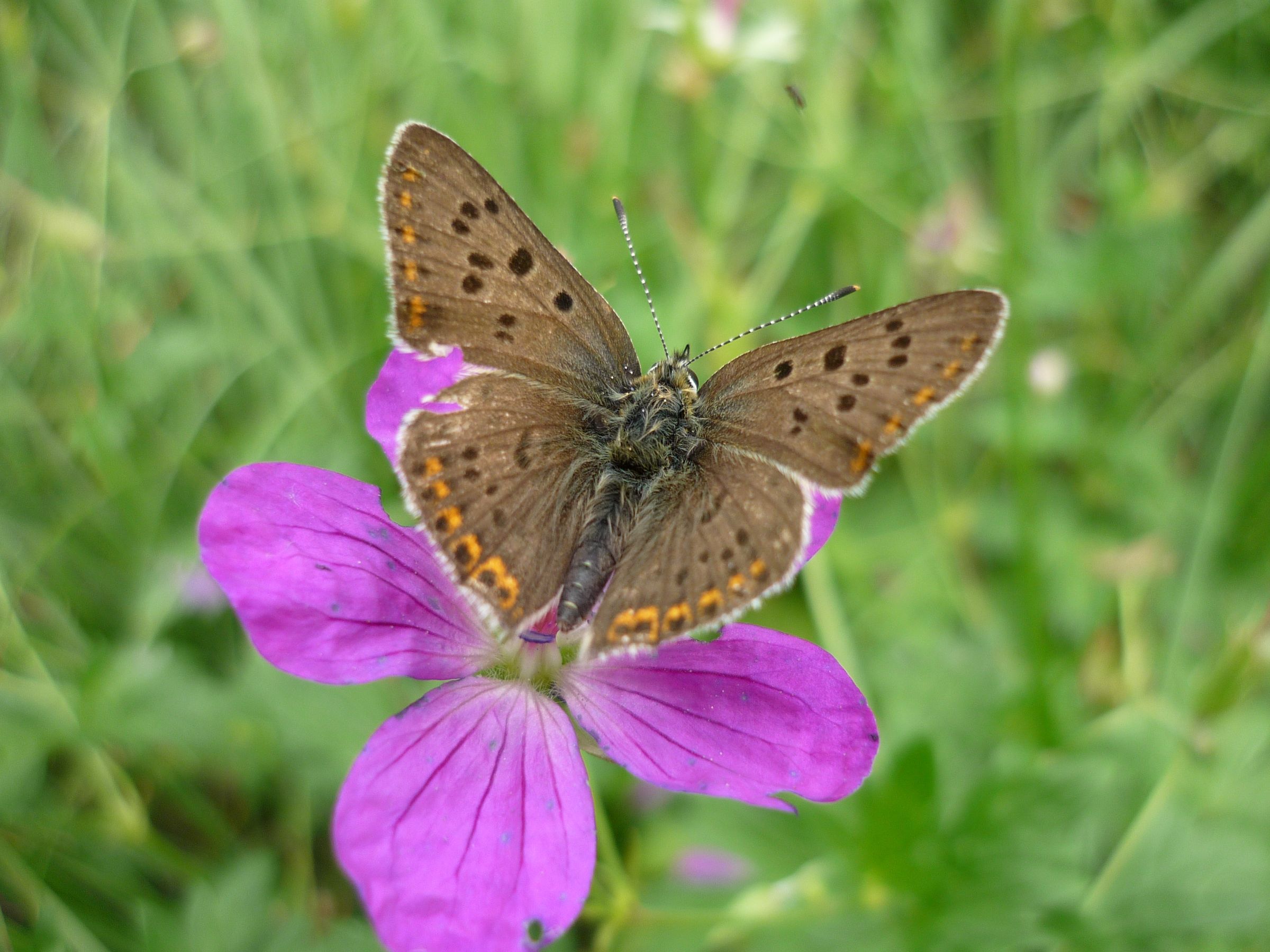 Brauner Feuerfalter (Lycaena tityrus ) Brauner Feuerfalter (Lycaena tityrus )