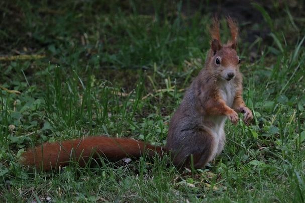 Eichhörnchen am Südfriedhof
