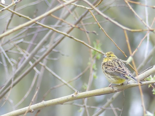 Goldammer (Foto: Maria Meißner)