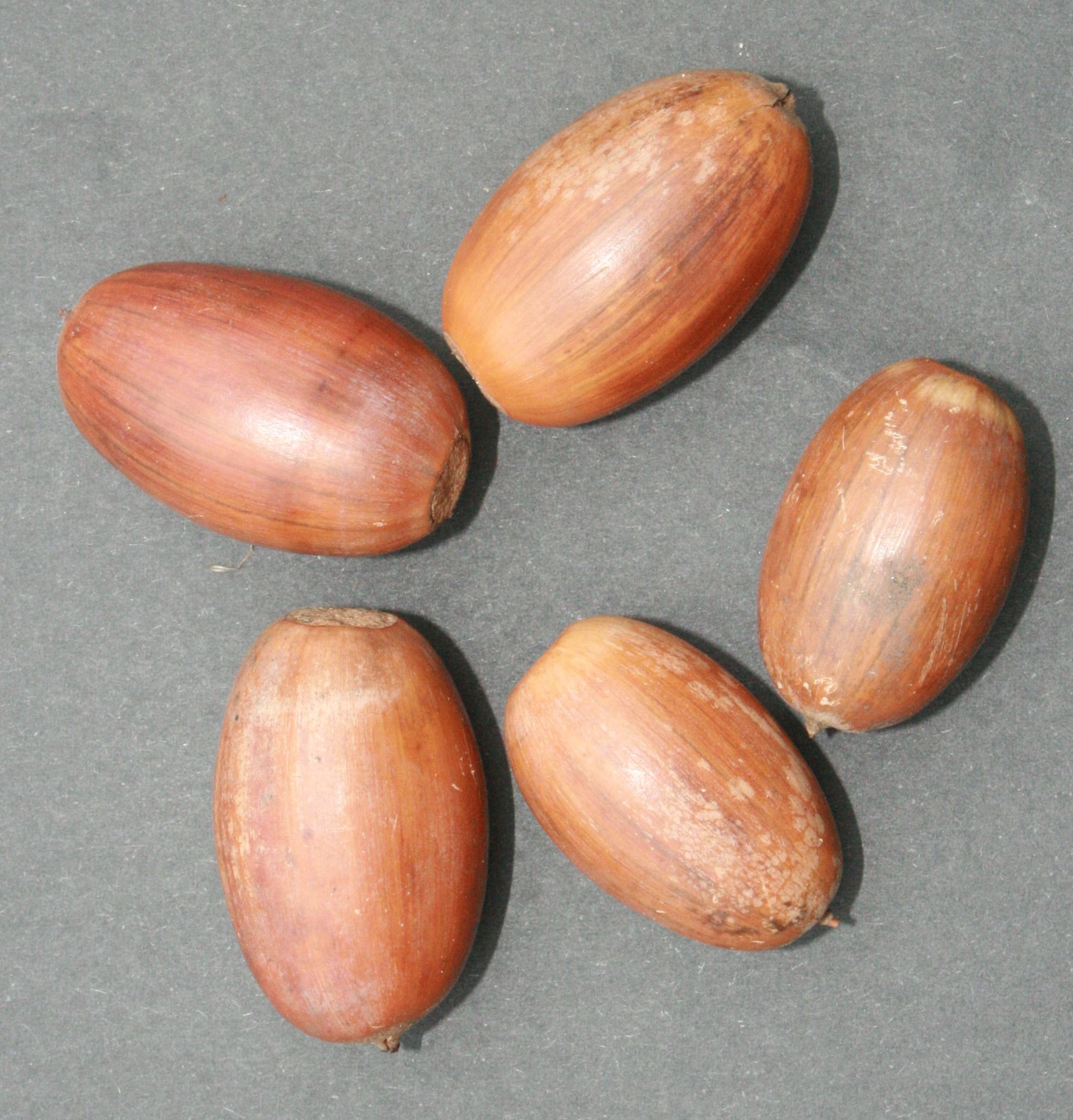 Stieleiche – Früchte