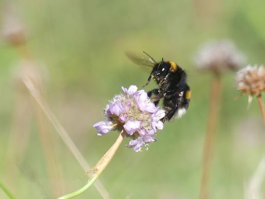Hummel an Sand-Grasnelke (Foto: Maria Meißner)