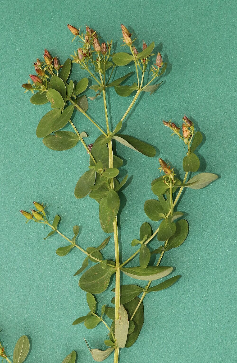 Geflügeltes Johanniskraut