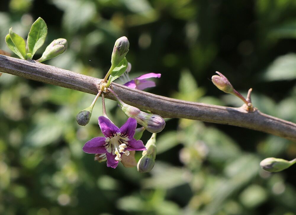 Gewöhnlicher Bocksdorn