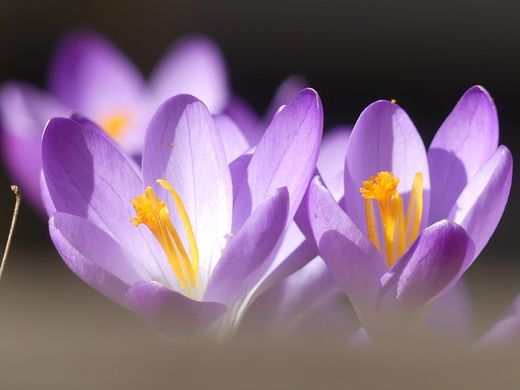 Krokus (Foto: Maria Meißner)