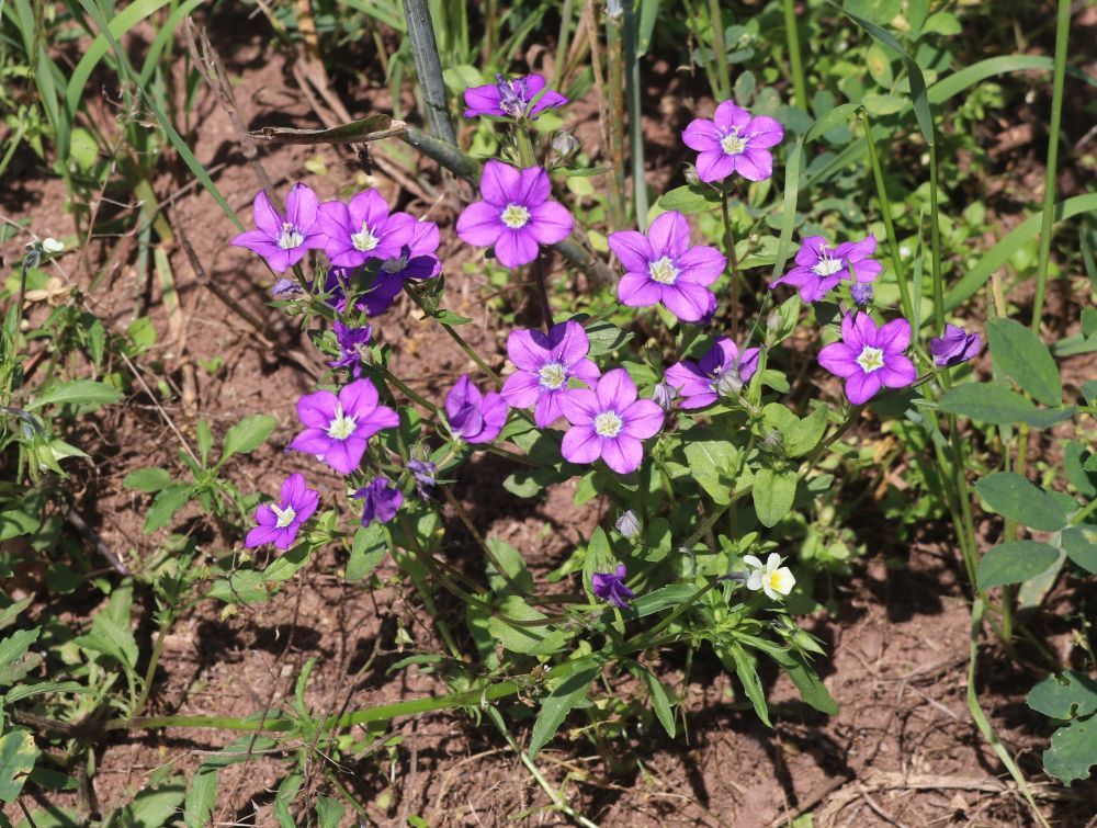 Echter Frauenspiegel