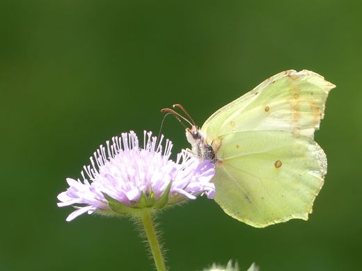 Zitronenfalter an Wiesen-Witwenblume (Foto: Maria Meißner)