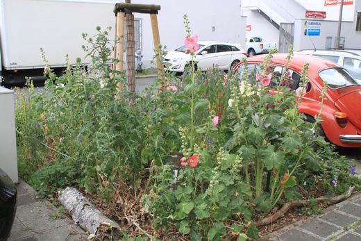 Baumscheibe (Foto: Rainer Edelmann)