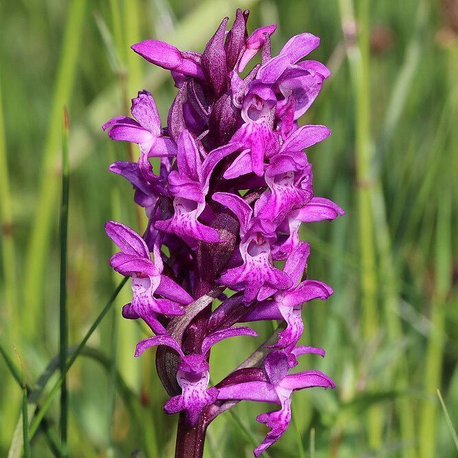 Breitblättriges Knabenkraut