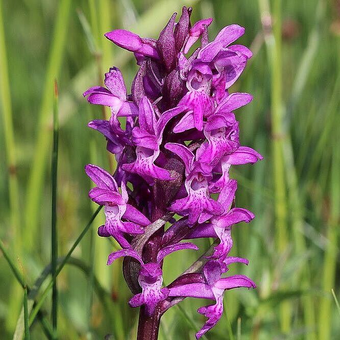 Dactylorhiza majalis