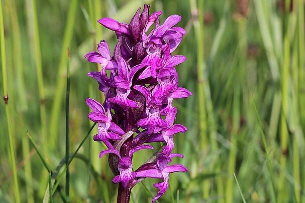 Dactylorhiza majalis