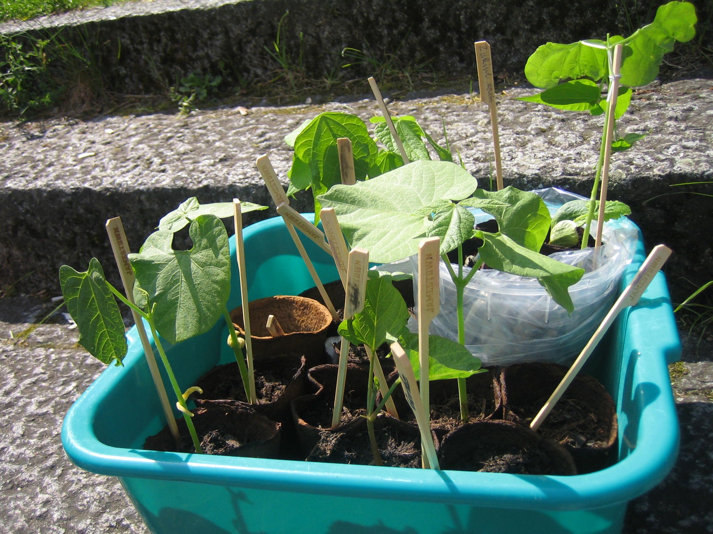 Mauer-Pflänzchen Mauer-Pflänzchen
