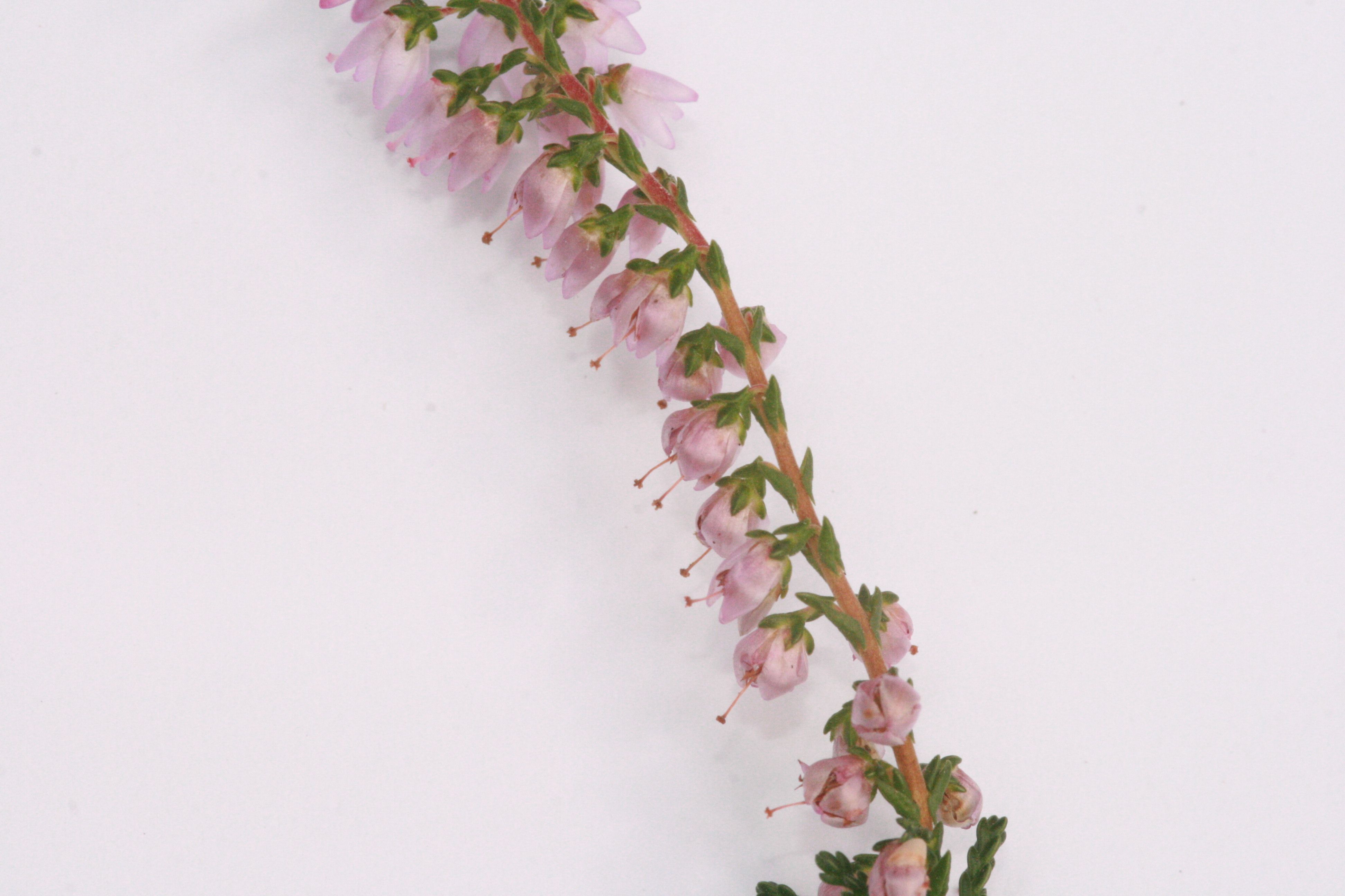 Besenheide – Zweig mit Blüten Besenheide – Zweig mit Blüten