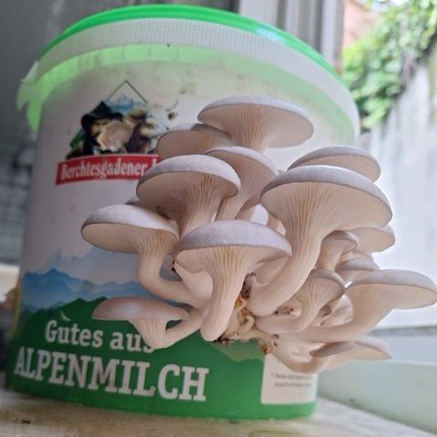 Foto: Doanh Siu