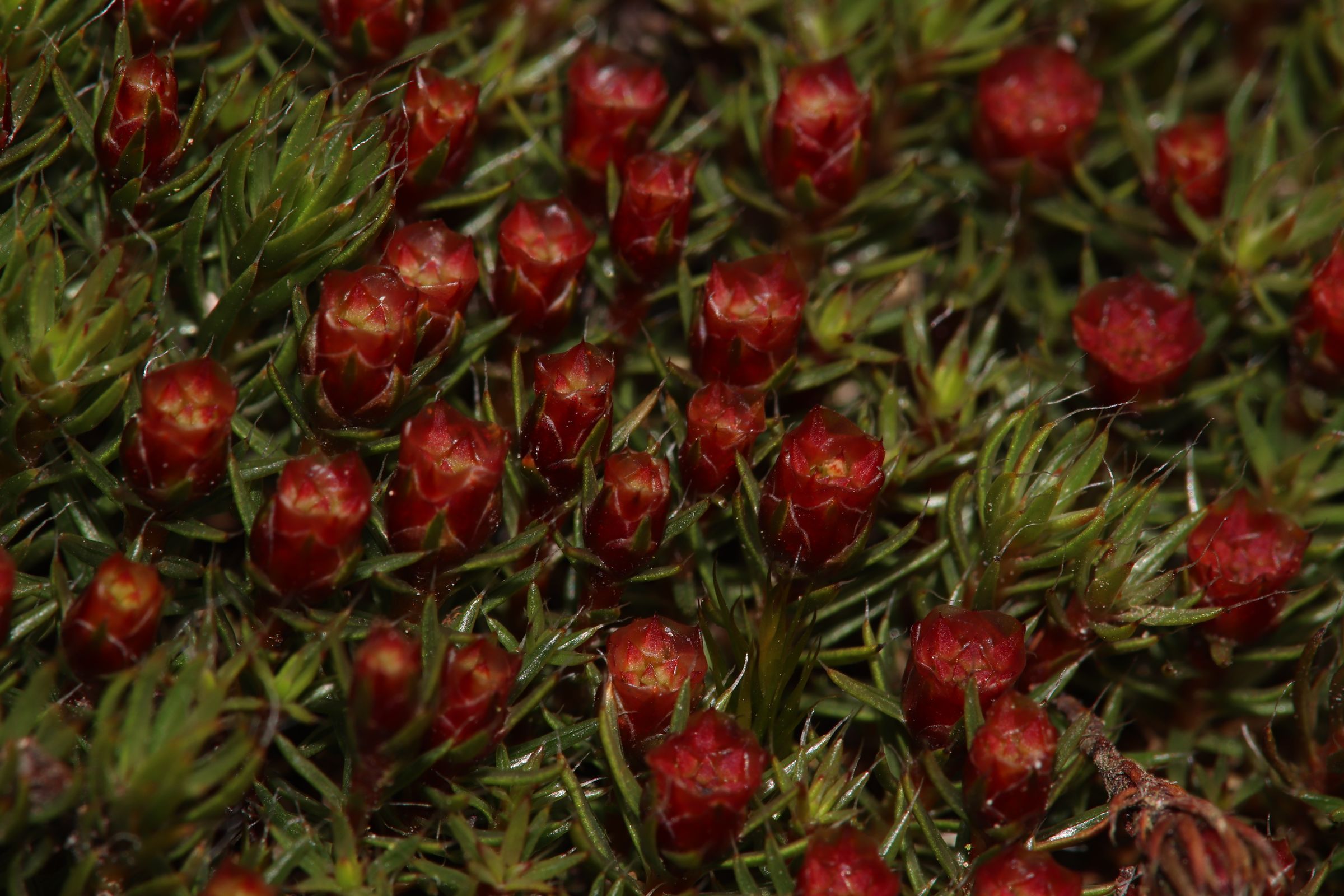 Moosexkursion Moosexkursion