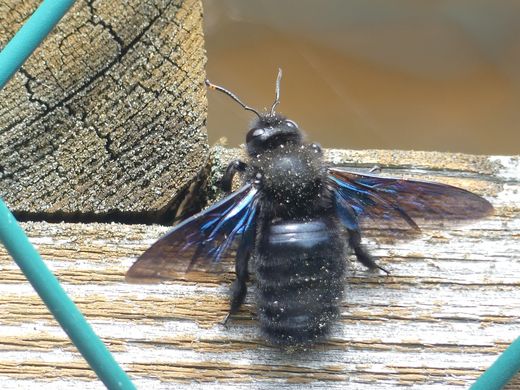 Blauschwarze Holzbiene (Foto: Maria Meißner)