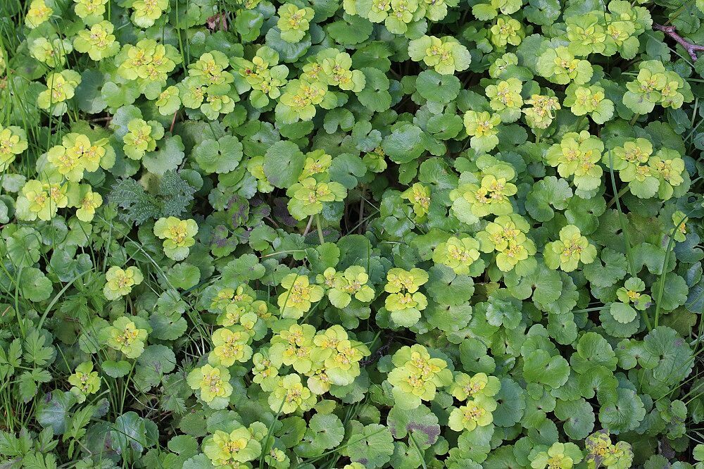 Wechselblättriges Milzkraut