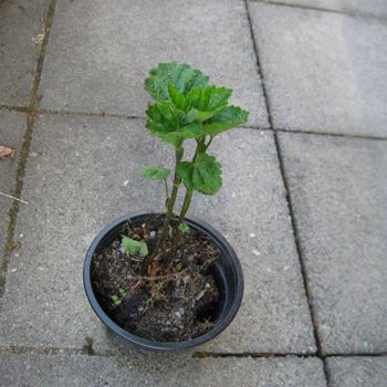 Eibisch Eibisch