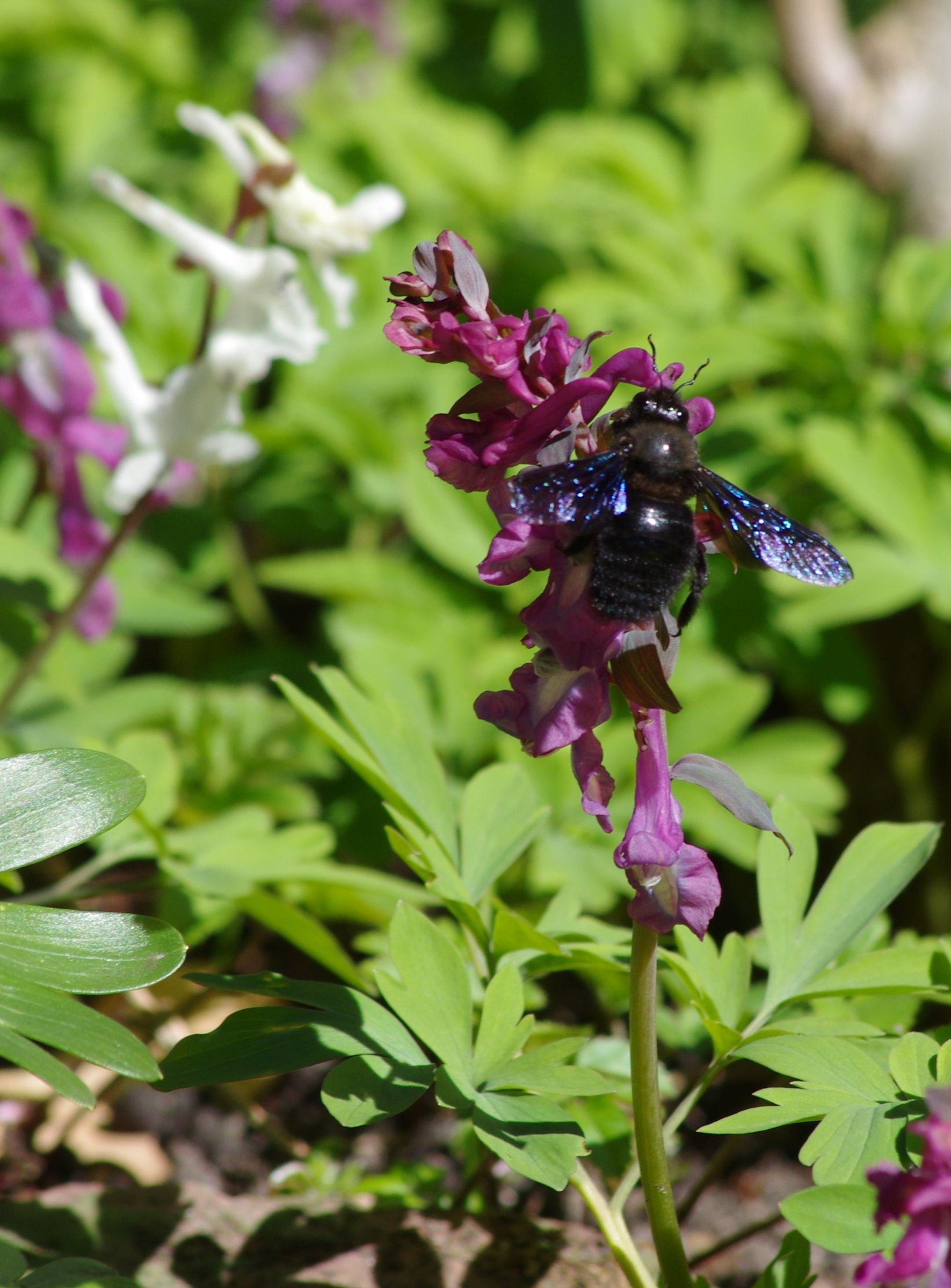 Große Holzbiene auf Lerchensporn (Foto: Sebastian Hilge) Große Holzbiene auf Lerchensporn