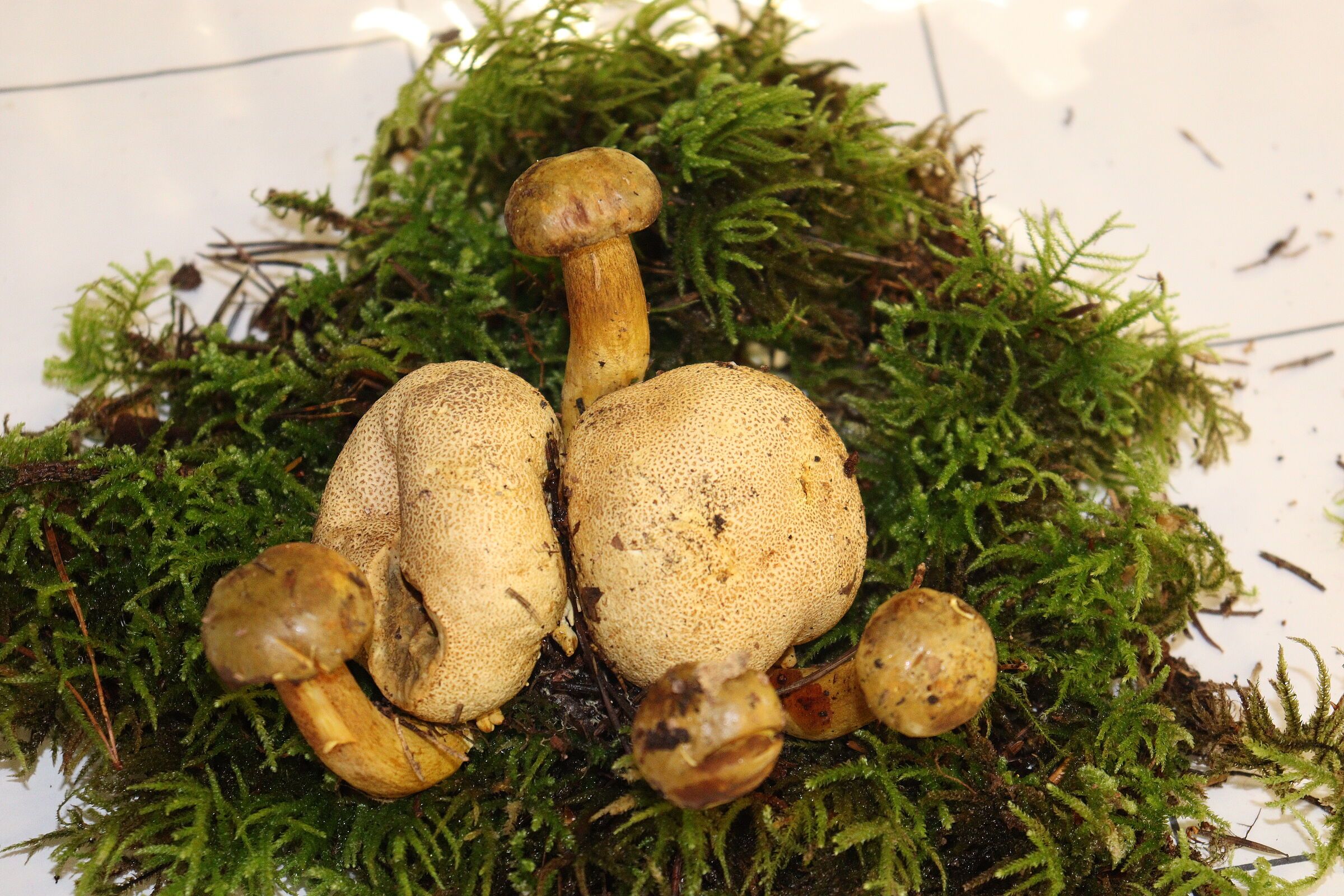 Schmarotzer-Röhrling (Foto: Ingrid Teutter) Schmarotzer-Röhrling