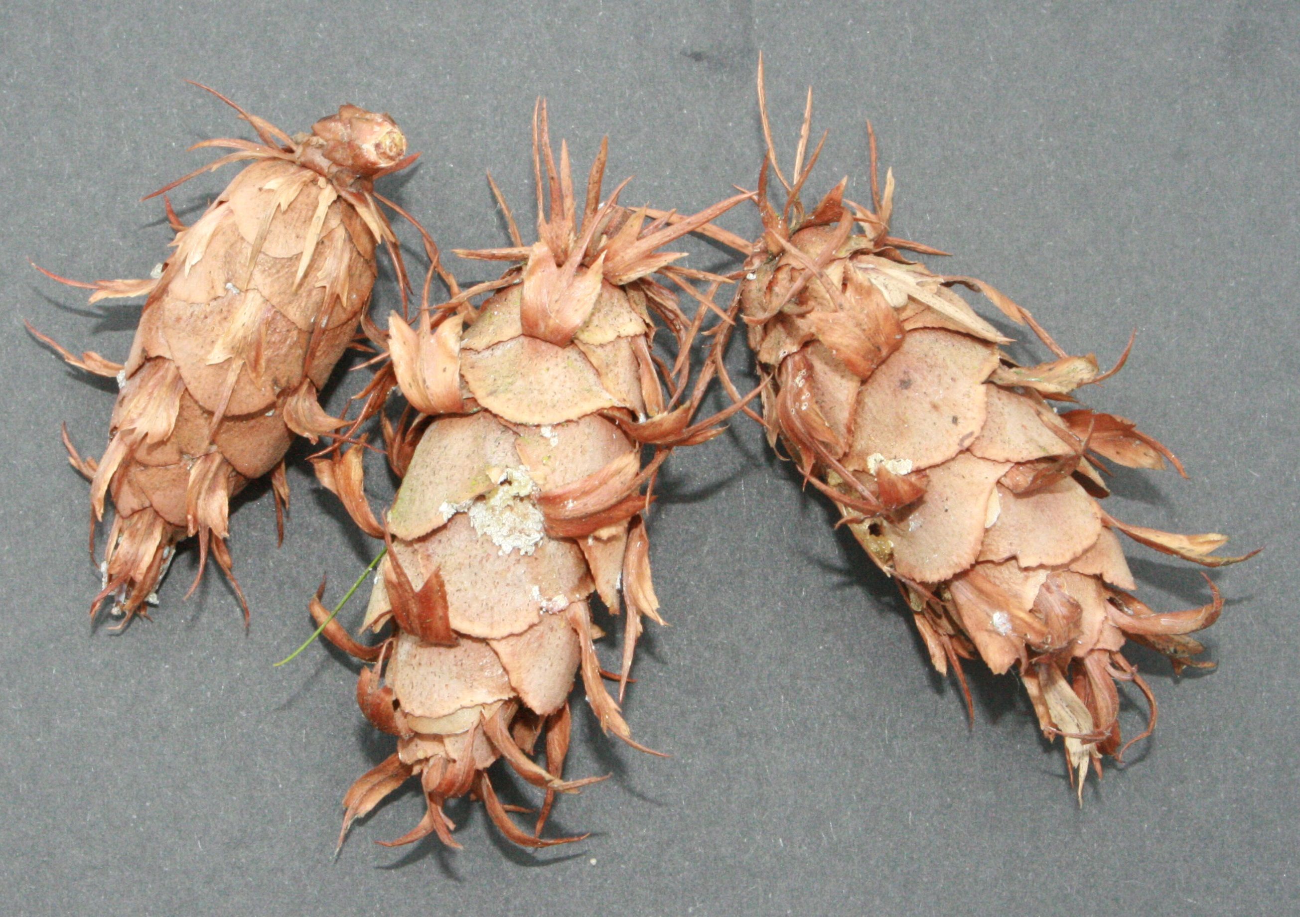 Douglasie – Zapfen Douglasie – Zapfen