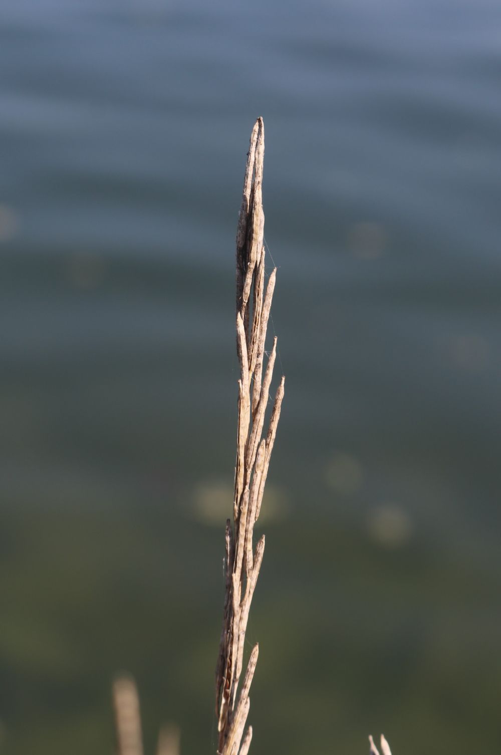 Steifes Barbarakraut