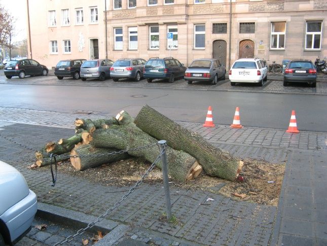 Baumfällung Baumfällung