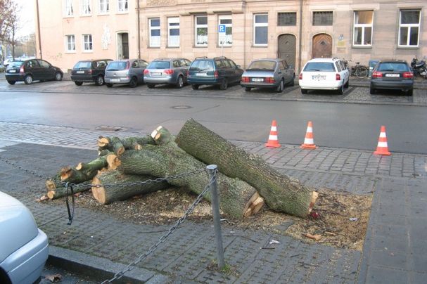 Baumfällung