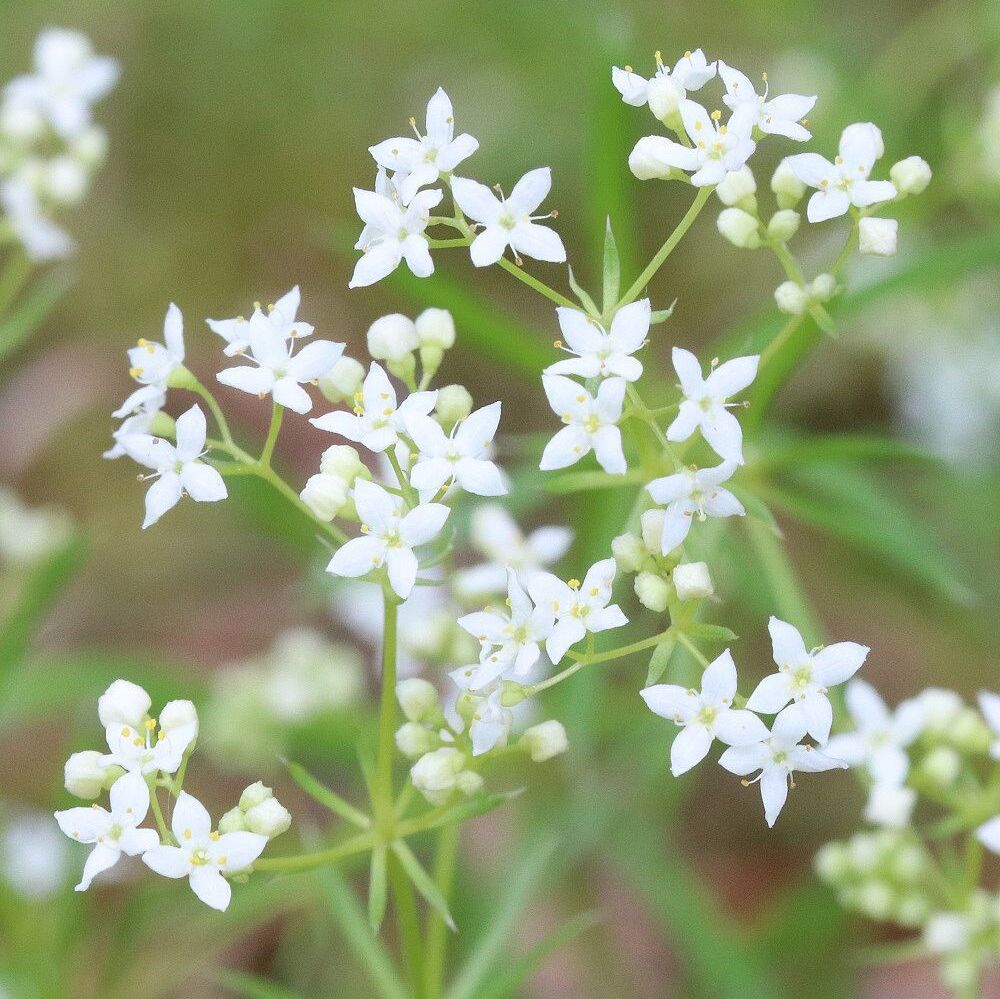 Zierliches Labkraut (Foto: Wolfgang Dötsch) Zierliches Labkraut
