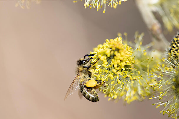 Honigbiene an Weidenkätzchen (Foto: Sonja Kreil) Honigbiene an Weidenkätzchen