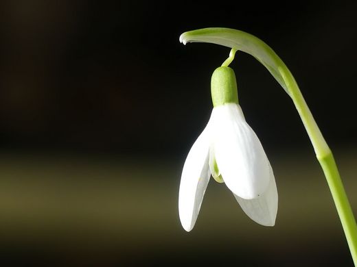 Schneeglöckchen (Foto: Maria Meißner)