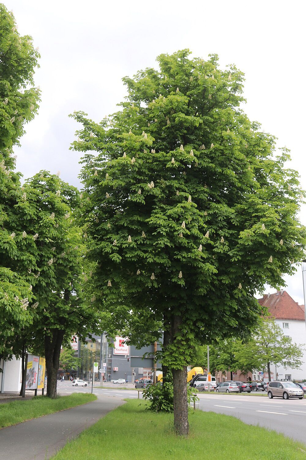 Aesculus hippocastanum - Rosskastanie Rosskastanie