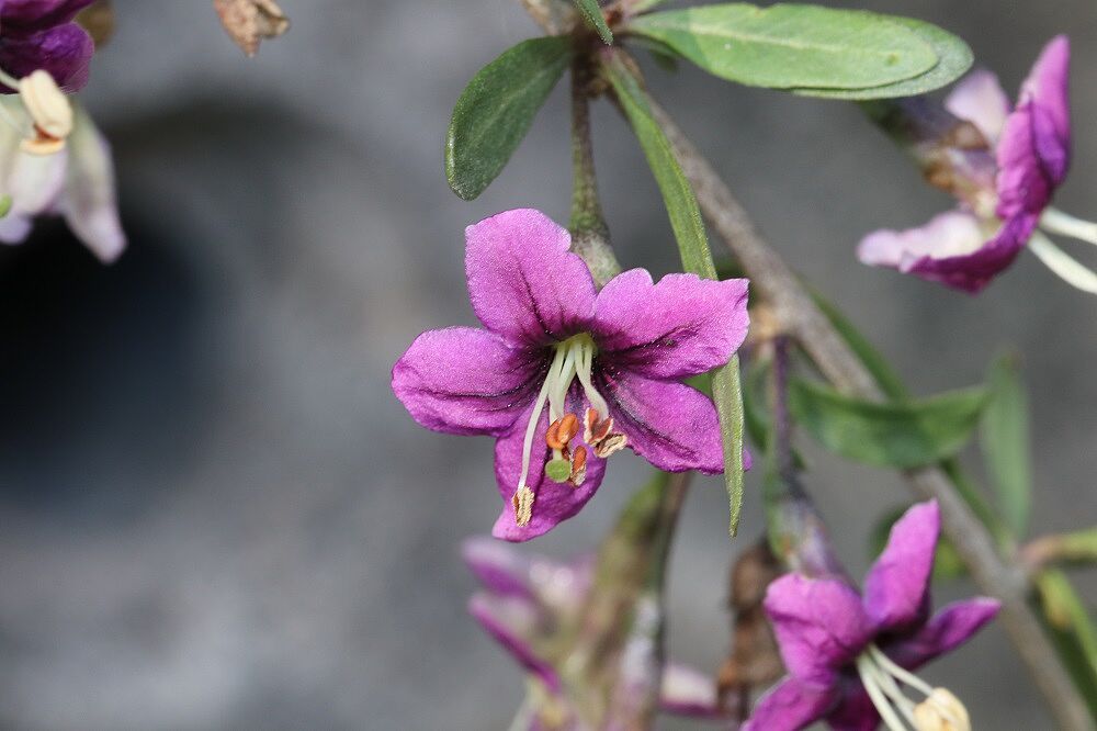 Gewöhnlicher Bocksdorn