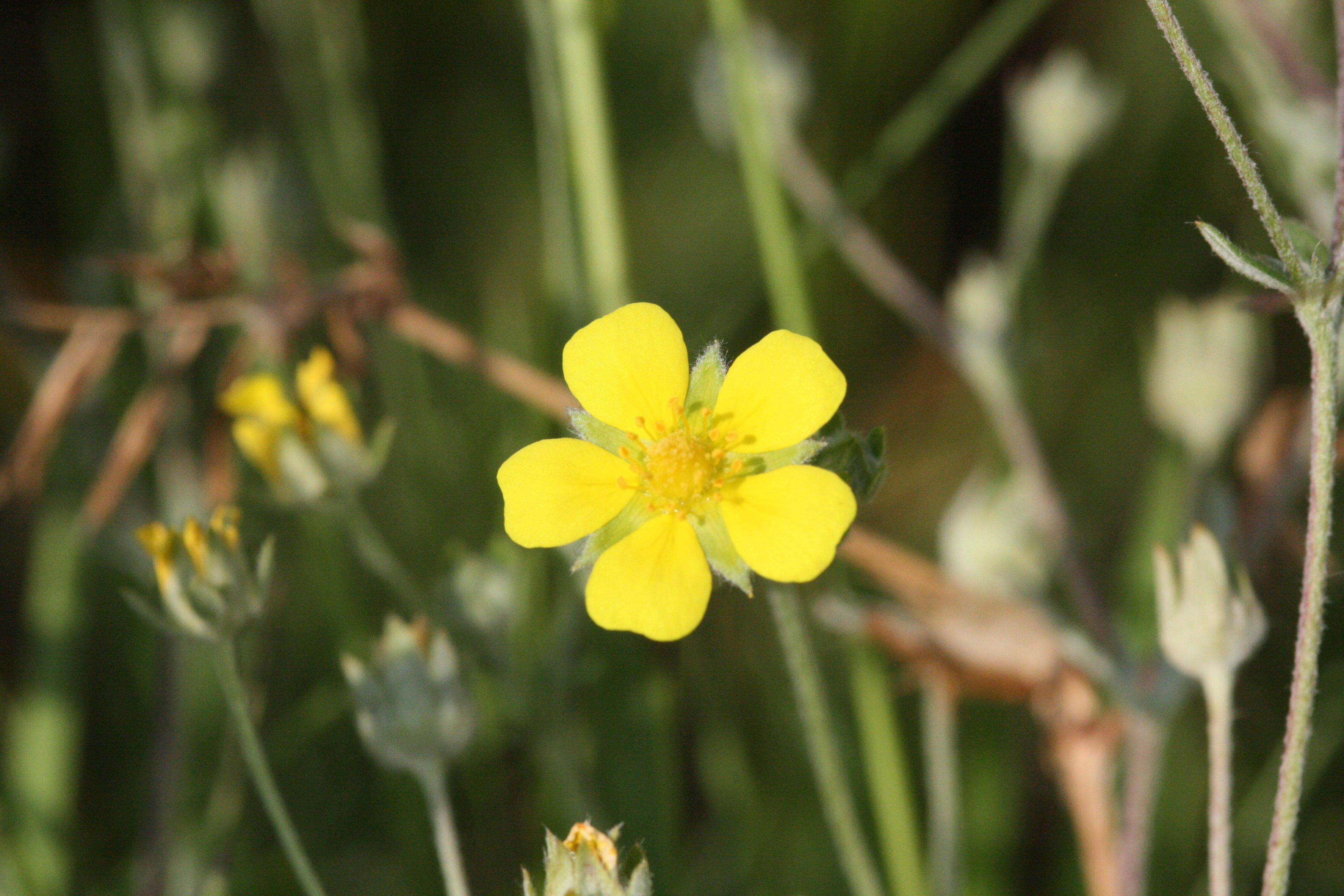 Silber-Fingerkraut (Potentilla argentea)