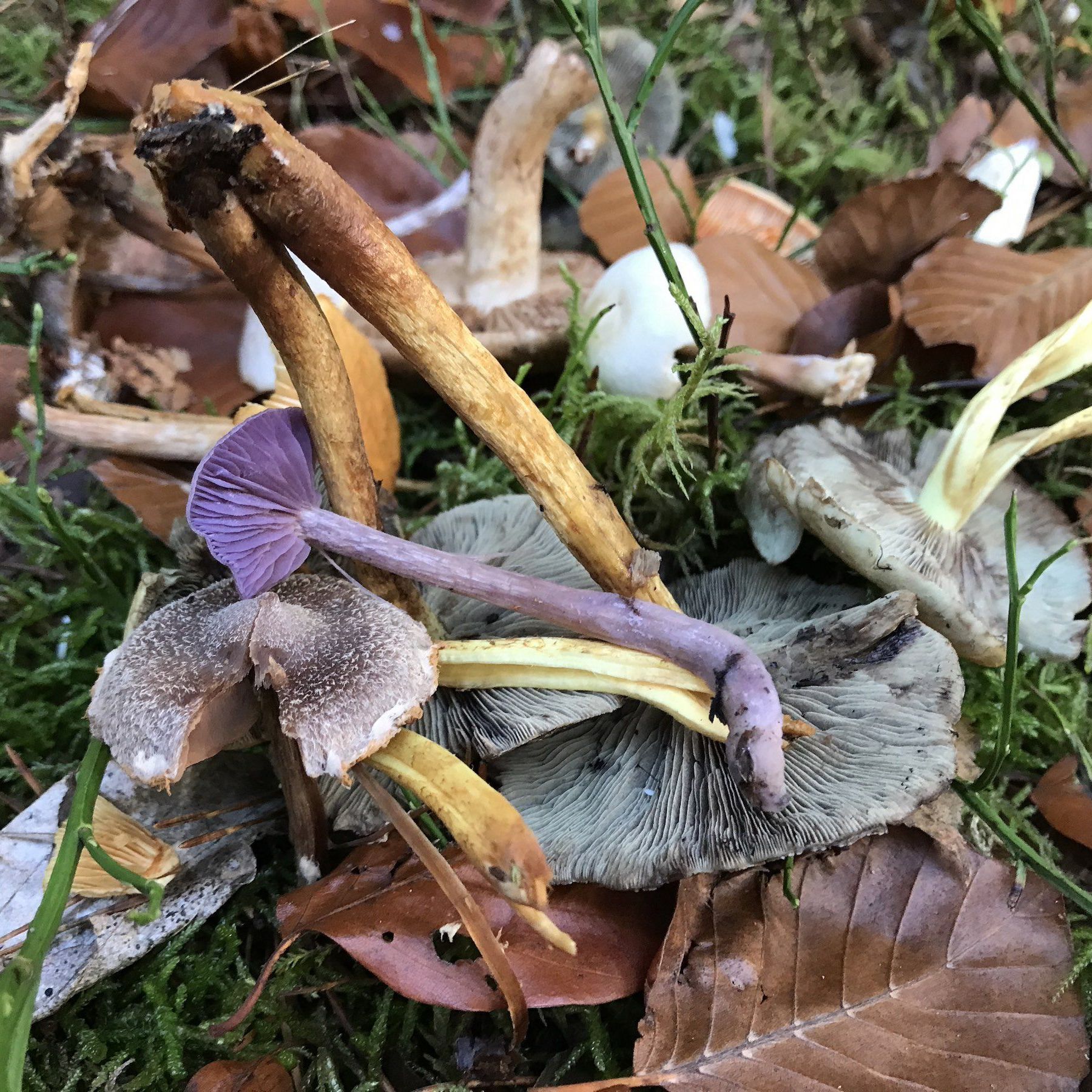 gesammelte Pilze