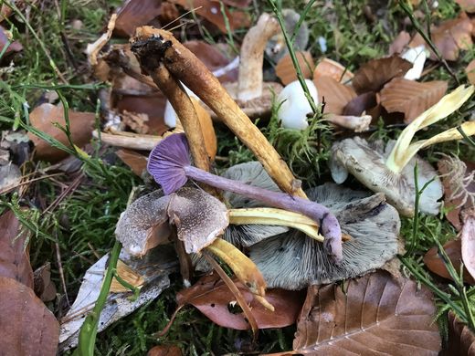 Pilze