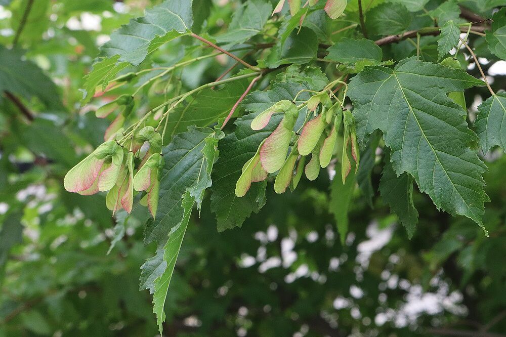 Acer caudatum - Geschwänzter Ahorn (Früchte) Geschwänzter Ahorn (Früchte)