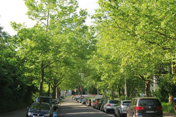begrünte Straße